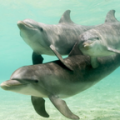 Amazing Dolphins HD thumbnail