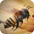 Apis Bee 4D Live Wallpaper thumbnail