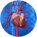 Cardiovascular System thumbnail