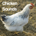 Chicken Sounds thumbnail