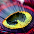 colourful feathers thumbnail