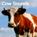 Cow Sounds thumbnail