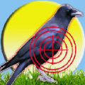 Crow Hunting 2015 thumbnail