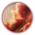 Desarrollo Embrionario thumbnail