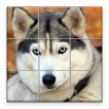 Dogs Puzzle thumbnail