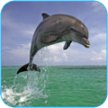 Dolphin 3d. Video Wallpaper thumbnail