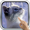 Interactive Kitten thumbnail