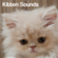 Kitten Sounds thumbnail