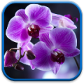 Orchids Live Wallpaper thumbnail