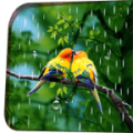Rainy Bird Live Wallpaper thumbnail