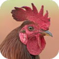 Rooster Sounds thumbnail