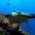 Sea Turtle thumbnail