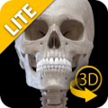 Skeletal System Lite - 3D Atlas of Anatomy thumbnail