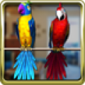 Talking Parrot Couple Free thumbnail