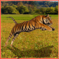 Tiger Hunter thumbnail
