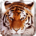 Tigers Live Wallpaper thumbnail