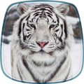 White Tiger Live Wallpaper thumbnail
