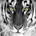 White tiger wallpaper HD thumbnail