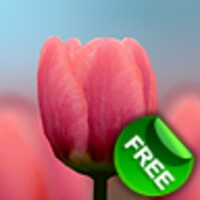3D Tulip Free thumbnail