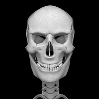Bones Human 3D (anatomy) thumbnail