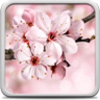 Cherry Blossom Live Wallpaper thumbnail