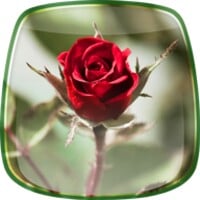 Roses Live Wallpaper thumbnail