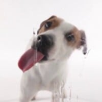 Dog Licks Screen Wallpaper thumbnail