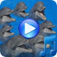 Dolphins songs to sleep thumbnail
