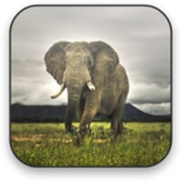 Elephant Video Wallpaper thumbnail