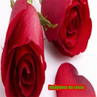 Imagenes de rosas thumbnail