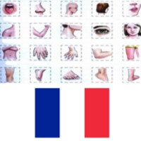 Learn Body Parts in French thumbnail