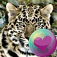 Leopard Series Live Wallpapers thumbnail