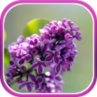 Lilac Live Wallpaper thumbnail