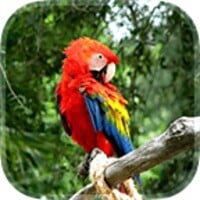 Parrot Live Wallpaper thumbnail