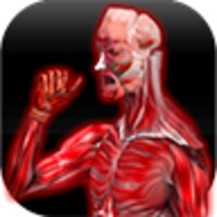 Muscular Anatomy thumbnail