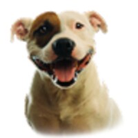 Pitbull Dog Live Wallpaper thumbnail