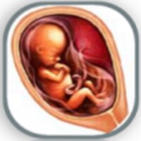 Pregnancy week guide thumbnail