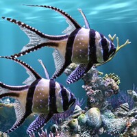 The real aquarium - HD thumbnail