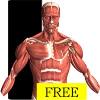 Visual Anatomy Free thumbnail