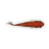 Animated Desktop Wallpaper Fish thumbnail
