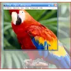 Vina Digital Talking Parrot thumbnail