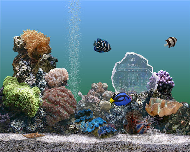 serene scene marine aquarium